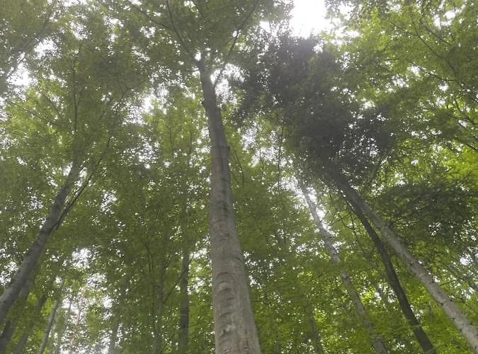 Romantyczna Lodge Pisarzowice (Bielsko)